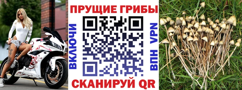 Галлюциногенные грибы Psilocybine cubensis omg ссылки Кимовск